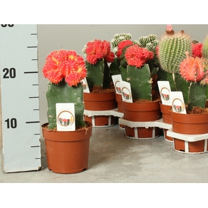 CACTUS GEM
