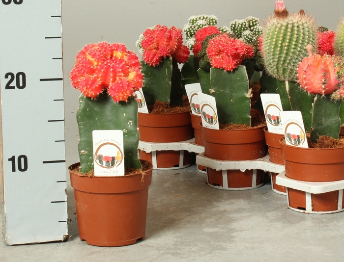<h4>CACTUS GEM</h4>