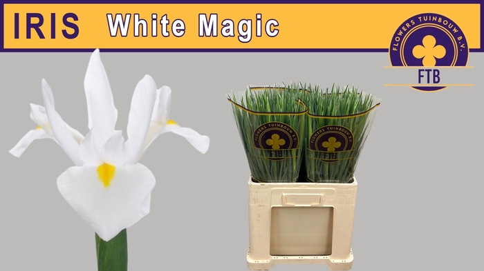 <h4>IRIS WHITE MAGIC</h4>