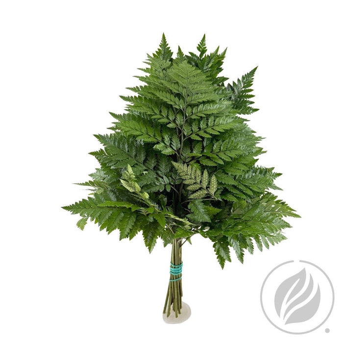 <h4>Leatherleaf Small X20 Spain</h4>