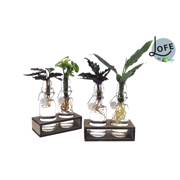 <h4>LOFE | Intenz mix in Ann Glas (witte dop) + Naturel Duo</h4>