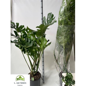 Monstera deliciosa 32Ø 120cm 4pp