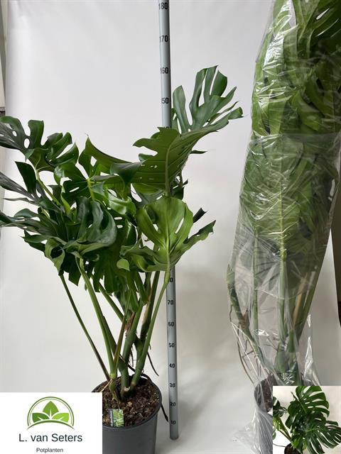 Monstera deliciosa 32Ø 120cm 4pp
