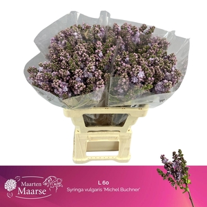 SYR V MICHEL BUCHNER