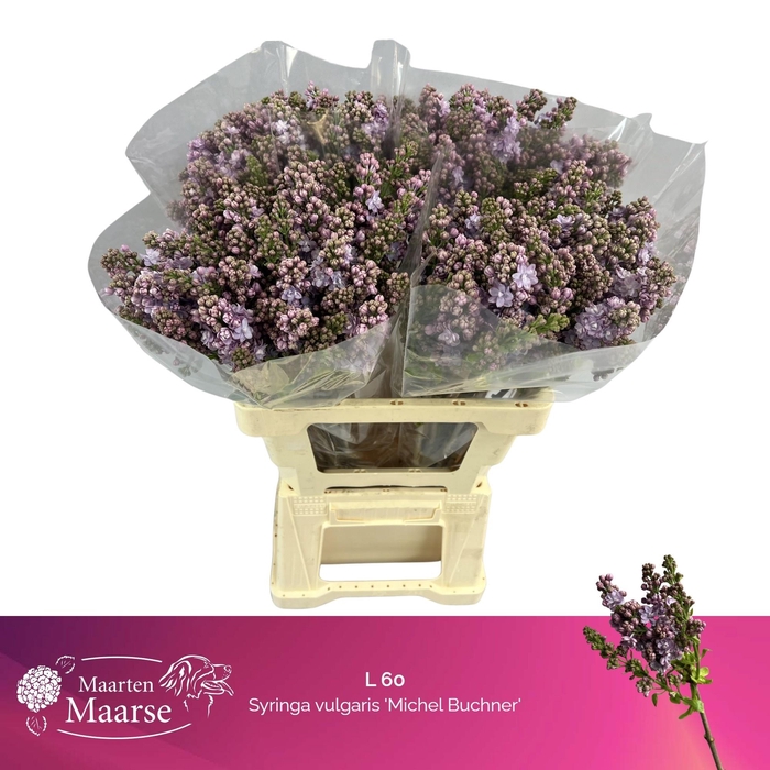 <h4>SYR V MICHEL BUCHNER</h4>