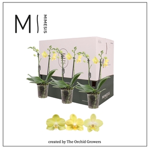 Mimesis Phal. Yellow - 2 spike 9cm Less Plastic