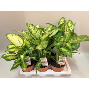 Dieffenbachia Gemengd