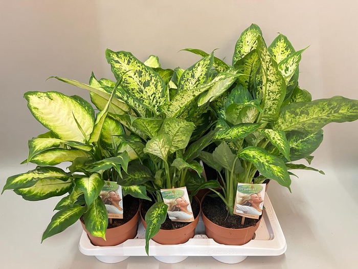 <h4>Dieffenbachia Gemengd</h4>