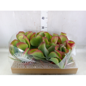 Kalanchoe NF thyrsiflora