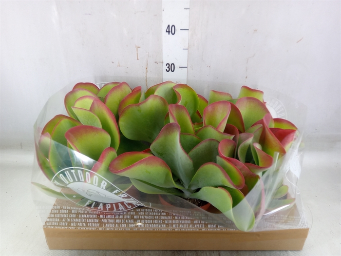 <h4>Kalanchoe NF thyrsiflora</h4>