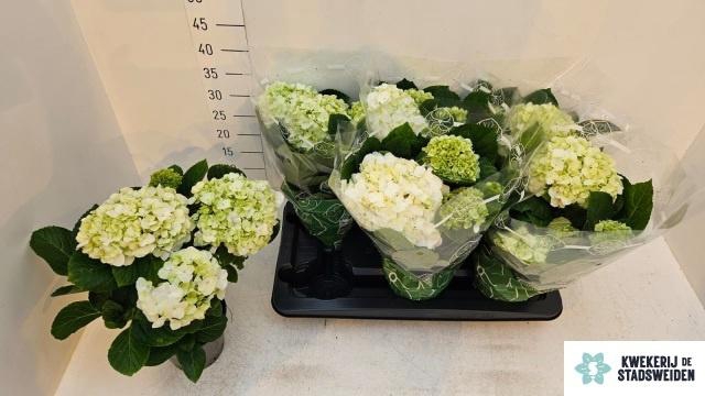 <h4>HYDR M MERLIN</h4>