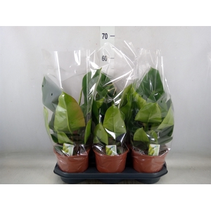 Philodendron  'Imperial Green'