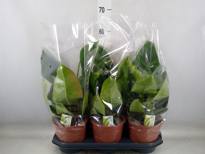 <h4>Philodendron  'Imperial Green'</h4>