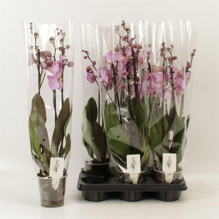 <h4>PHAL AN MILWAUKEE</h4>