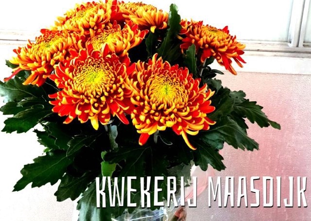 <h4>Chrys bl tom pearce</h4>