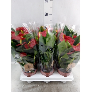 Anthurium  'Diamond Red'