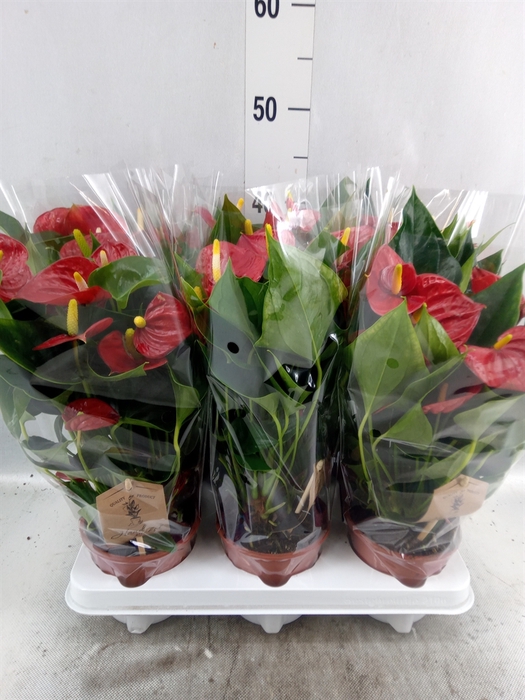 Anthurium  'Diamond Red'