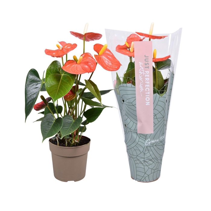 <h4>Anthurium Orange Champion ''Just perfection®'' (XL-Flowers)</h4>