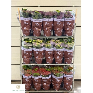 Hydrangea mac.   ...mixtrolley