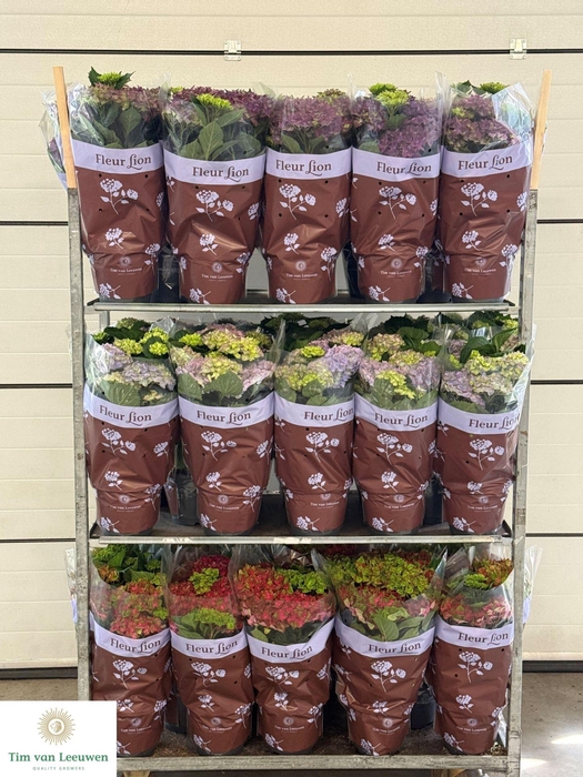 <h4>Hydrangea mac.   ...mixtrolley</h4>