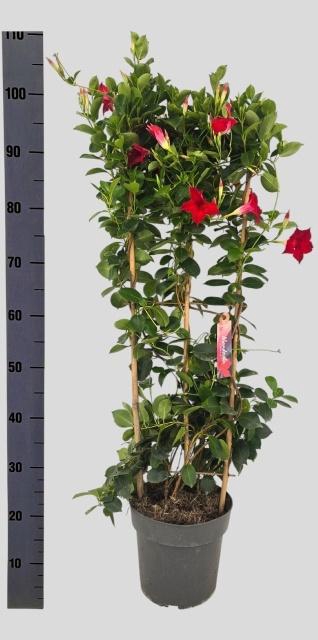 <h4>MANDE SUN RED</h4>