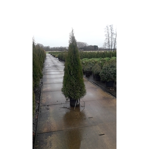 Thuja occidentalis 'Smaragd'