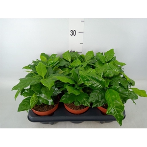 Coffea arabica