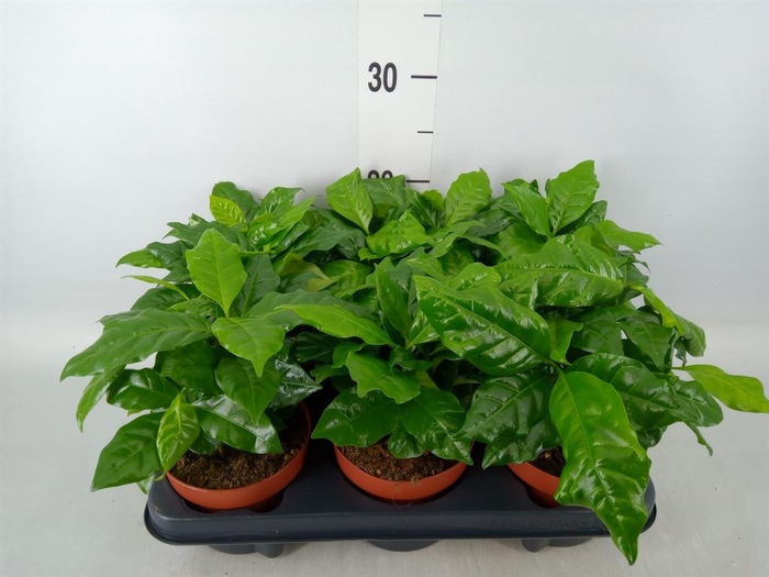 <h4>Coffea arabica</h4>