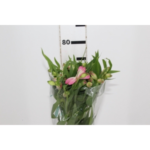ALSTROEMERIA PAMELA 080 CM