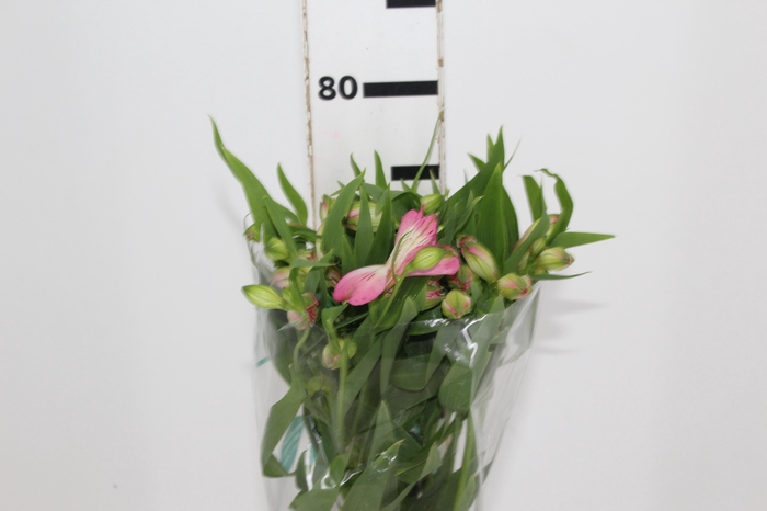 <h4>ALSTROEMERIA PAMELA 080 CM</h4>