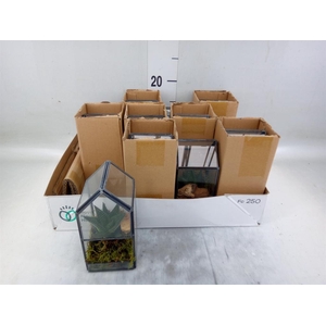 Arr.   Kamerplant Groen L%