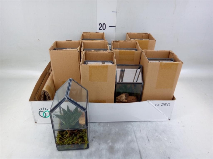 <h4>Arr.   Kamerplant Groen L%</h4>