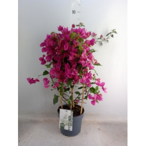 BOUGAINVILLEA  'SANDERIANA' RENATE