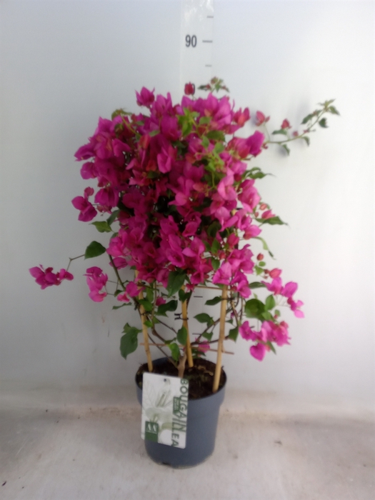 BOUGAINVILLEA  'SANDERIANA' RENATE