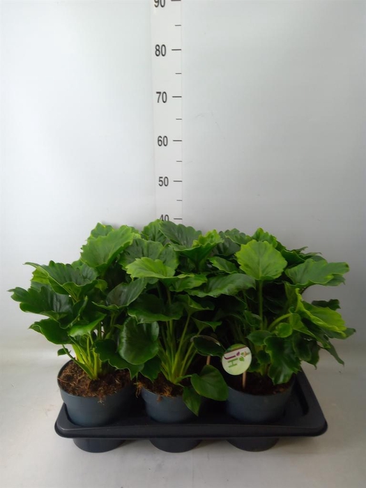 <h4>Philodendron   ...</h4>