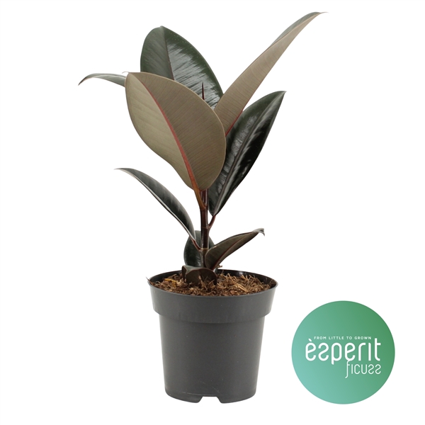 <h4>Ficus elastica Abidjan</h4>