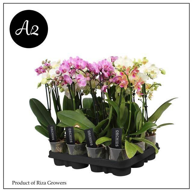 <h4>Phalaenopsis Multifl. gemengd 5 kleuren</h4>