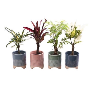 CODIAEUM MIX P6 L 65570
