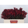 Leucadendron Blush Spray