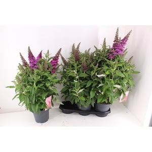 BUDD BFC LITTLE PINK