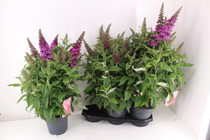 <h4>BUDD BFC LITTLE PINK</h4>