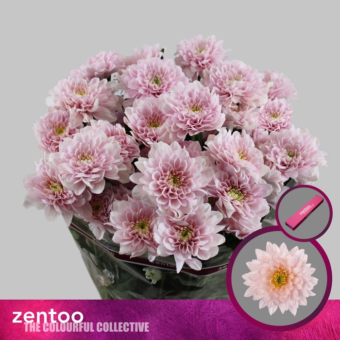 <h4>Chrysanten Pastela Blush</h4>