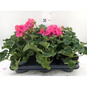 Pelargonium zona.   ...F1