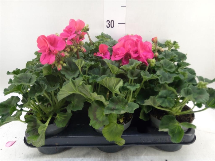 <h4>Pelargonium zona.   ...F1</h4>