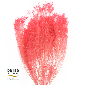 Dried Bleached Broom Bloom Milka
