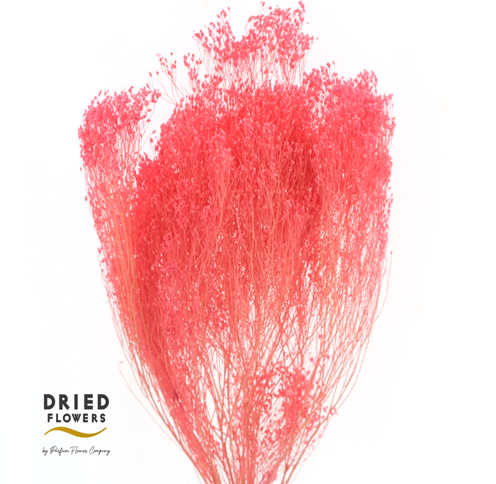 Dried Bleached Broom Bloom Milka