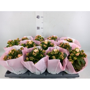 Kalanchoe blos.   ..rosebud