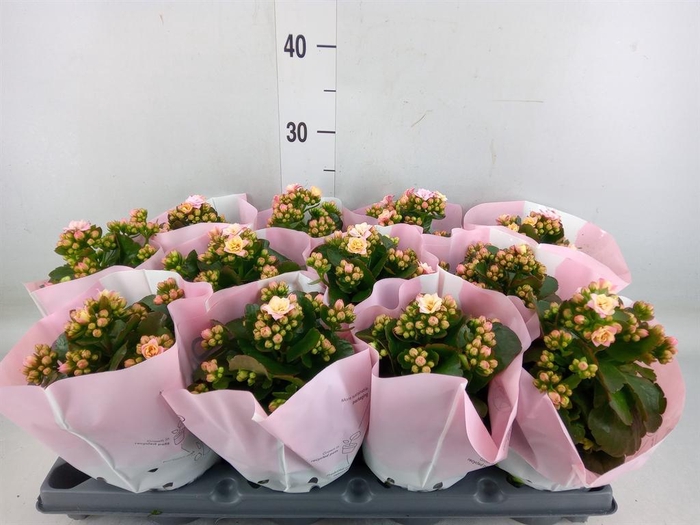 <h4>Kalanchoe blos.   ..rosebud</h4>