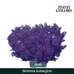 Skimmia Per Bos L45 Klbh. Aubergine + Glitter