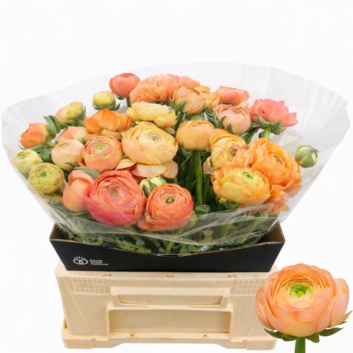 <h4>RAN EL SALMON</h4>